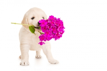 Top 5 of Non-toxic, Pet-Friendly Flowers